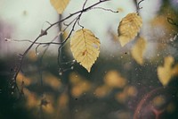 A gloomy shot of yellow autumn leaves on cobweb-covered branches. Original public domain image from Wikimedia Commons