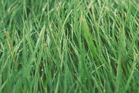 Morning dew on a green grass. Original public domain image from Wikimedia Commons