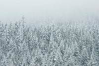 Snow covered evergreen forest on a foggy day. Original public domain image from Wikimedia Commons