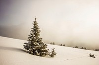 Pine tree in the middle of snow. Original public domain image from Wikimedia Commons