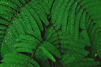 Green leaves. Original public domain image from Wikimedia Commons