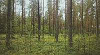 Thin tree trunks and saplings in a coniferous forest. Original public domain image from <a href="https://commons.wikimedia.org/wiki/File:Green_coniferous_forest_(Unsplash).jpg" target="_blank" rel="noopener noreferrer nofollow">Wikimedia Commons</a>