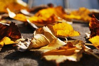 Close up angle on yellow leaves .Original public domain image from Wikimedia Commons