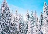 A treeline photo taken at Yosemite National Park on a sunny winter day. Original public domain image from Wikimedia Commons