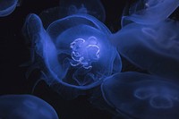 Jellyfish. Original public domain image from Wikimedia Commons