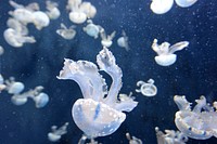 Floating jellyfish. Original public domain image from <a href="https://commons.wikimedia.org/wiki/File:Floating_jellyfish_(Unsplash).jpg" target="_blank" rel="noopener noreferrer nofollow">Wikimedia Commons</a>