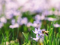 A bee hovering over a flower. Original public domain image from Wikimedia Commons