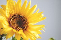 Sunflower background. Original public domain image from <a href="https://commons.wikimedia.org/wiki/File:Elegant_sunflower_(Unsplash).jpg" target="_blank">Wikimedia Commons</a>