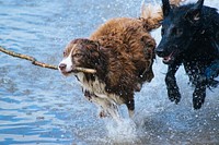 Dogs running in water. Original public domain image from Wikimedia Commons