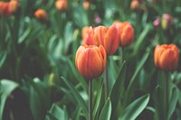Natural close up of orange tulip blooming in field in Spring. Original public domain image from Wikimedia Commons