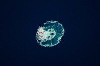Floating jellyfish. Original public domain image from <a href="https://commons.wikimedia.org/wiki/File:Georgia_Aquarium,_Atlanta,_United_States_(Unsplash_nF-8P6fGK3U).jpg" target="_blank">Wikimedia Commons</a>