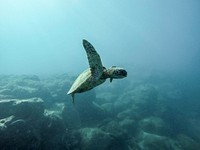 Swimming sea turtle in O&lsquo;ahu, United States. Original public domain image from <a href="https://commons.wikimedia.org/wiki/File:O%E2%80%98ahu,_United_States_(Unsplash_LZykn1xi4ek).jpg" target="_blank">Wikimedia Commons</a>
