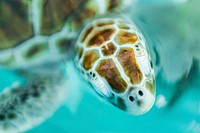 Green sea turtle from turtle farms in Isla Mujeres, M&eacute;xico. Original public domain image from <a href="https://commons.wikimedia.org/wiki/File:Isla_Mujeres,_Mexico_(Unsplash).jpg" target="_blank">Wikimedia Commons</a>