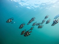 Grey school of fish underwater. Original public domain image from Wikimedia Commons