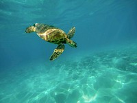 Swimming sea turtle in O&lsquo;ahu, United States. Original public domain image from Wikimedia Commons