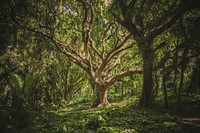 Wild tree in nature. Original public domain image from Wikimedia Commons