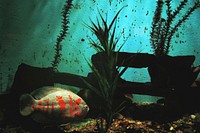 Big fish in deep water. Original public domain image from <a href="https://commons.wikimedia.org/wiki/File:Brenda_Helen_2015_(Unsplash).jpg" target="_blank">Wikimedia Commons</a>