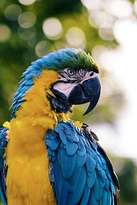 Colorful blue and yellow macaw parrot at West Palm Beach. Original public domain image from Wikimedia Commons
