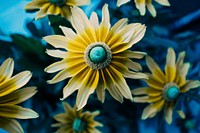 Yellow flowers on the blue background. Original public domain image from <a href="https://commons.wikimedia.org/wiki/File:Andrew_Branch_2016-09-21_(Unsplash).jpg" target="_blank">Wikimedia Commons</a>