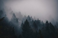 A thick fog and overcast sky over a coniferous forest. Original public domain image from Wikimedia Commons