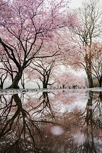 Long shot of pink blossom trees and reflection in puddle in Spring, Philadelphia. Original public domain image from Wikimedia Commons