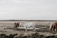 A group of ponies on a muddy plain under thick clouds. Original public domain image from Wikimedia Commons