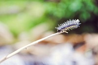 A macro shot of a hairy caterpillar climbing down a twig in El Salado. Original public domain image from <a href="https://commons.wikimedia.org/wiki/File:Hairy_caterpillar_on_a_twig_(Unsplash).jpg" target="_blank" rel="noopener noreferrer nofollow">Wikimedia Commons</a>
