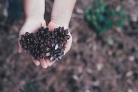 A hand picking up pine cones. Original public domain image from Wikimedia Commons