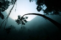 A bent tree in a dark and humid rainforest in Vietnam. Original public domain image from Wikimedia Commons