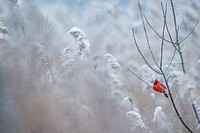 Bright red cardinal on bare branch. Original public domain image from <a href="https://commons.wikimedia.org/wiki/File:Touch_of_Red_(Unsplash).jpg" target="_blank">Wikimedia Commons</a>