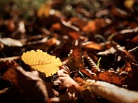 A low macro shot of yellow and brown autumn leaves. Original public domain image from <a href="https://commons.wikimedia.org/wiki/File:Autumn_forest_floor_(Unsplash).jpg" target="_blank" rel="noopener noreferrer nofollow">Wikimedia Commons</a>