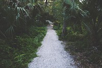 A gravel path surrounded by palm trees and tropical vegetation in John R. Bonner Nature Park. Original public domain image from Wikimedia Commons