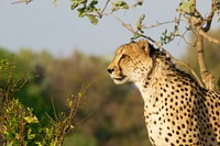 Cheetah in Botswana. Original public domain image from Wikimedia Commons