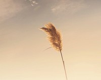 Golden ear of wheat waving in the wind against a bright sky. Original public domain image from <a href="https://commons.wikimedia.org/wiki/File:Lone_ear_of_wheat_(Unsplash).jpg" target="_blank">Wikimedia Commons</a>