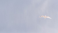 A seagull in flight against a gray sky. Original public domain image from <a href="https://commons.wikimedia.org/wiki/File:Seagull_on_a_gray_sky_(Unsplash).jpg" target="_blank" rel="noopener noreferrer nofollow">Wikimedia Commons</a>