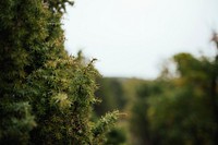 A close-up of the prickly branches of a green bush against a blurred background. Original public domain image from Wikimedia Commons