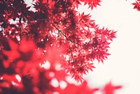 A low-angle shot of red maple trees against a clear white background. Original public domain image from Wikimedia Commons