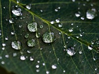 A macro shot of droplets of water on the veiny surface of a dark green leaf. Original public domain image from <a href="https://commons.wikimedia.org/wiki/File:Dew_on_a_dark_green_leaf_(Unsplash).jpg" target="_blank" rel="noopener noreferrer nofollow">Wikimedia Commons</a>