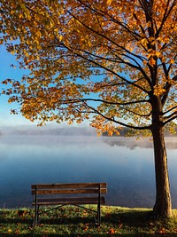 A wooden bench under an autumn tree right on the shore of a misty lake. Original public domain image from Wikimedia Commons