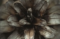 An overhead macro shot of the top part of a dry pine cone. Original public domain image from Wikimedia Commons