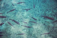 A school of fish swimming in clear azure water. Original public domain image from Wikimedia Commons