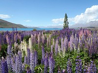 Meadow of Lupine flowers. Original public domain image from Wikimedia Commons