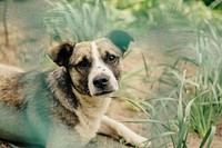 A vigilant dog lying among blades of grass and looking at the camera. Original public domain image from Wikimedia Commons