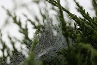 An intricate dew-covered cobweb on budding green branches. Original public domain image from <a href="https://commons.wikimedia.org/wiki/File:Dew_on_a_cobweb_(Unsplash).jpg" target="_blank" rel="noopener noreferrer nofollow">Wikimedia Commons</a>