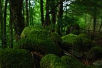 A group of rocks covered by a thick layer of moss in the middle of a forest. Original public domain image from <a href="https://commons.wikimedia.org/wiki/File:Rocks_under_thick_moss_(Unsplash).jpg" target="_blank" rel="noopener noreferrer nofollow">Wikimedia Commons</a>