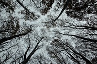 A low-angle shot of silhouettes of trees forming a black-and-white canopy against the pale sky. Original public domain image from Wikimedia Commons