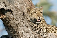 A leopard lying on a thick tree trunk slightly baring its teeth. Original public domain image from Wikimedia Commons