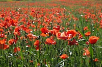Red poppy field. Original public domain image from Wikimedia Commons