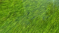 A top view of green grass filling the entire frame. Original public domain image from <a href="https://commons.wikimedia.org/wiki/File:Green_grass_texture_(Unsplash).jpg" target="_blank" rel="noopener noreferrer nofollow">Wikimedia Commons</a>