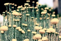 Close-up of a patch of yellow dandelions. Original public domain image from <a href="https://commons.wikimedia.org/wiki/File:Pale_dandelions_(Unsplash).jpg" target="_blank" rel="noopener noreferrer nofollow">Wikimedia Commons</a>